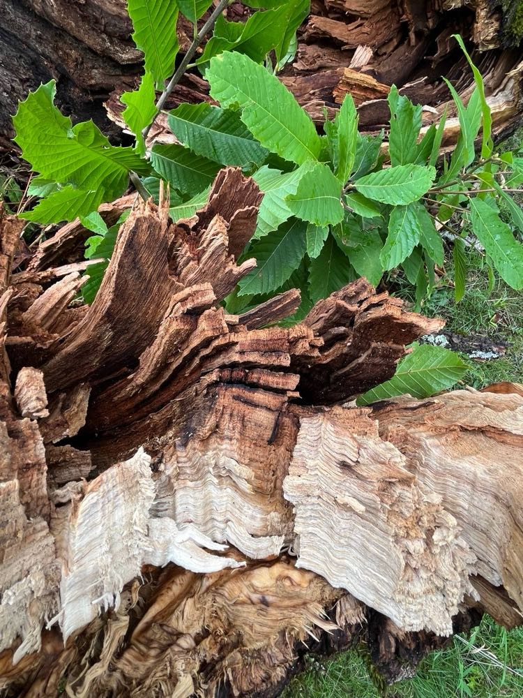 Gesplittertes Holz mit frischen grünen Blättern